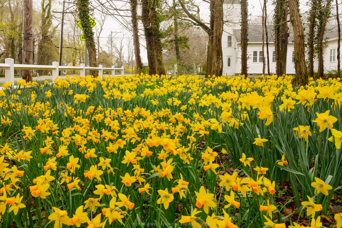 A vibrant field of bright yellow and orange daffodils blooms in spring beneath tall trees wrapped in ivy, with a white picket fence and traditional New England church visible in the background in Yarmouth Port, Massachusetts.