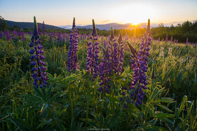 A photo of a mountain sunrise behind purple dew-covered lupine wildflowers.