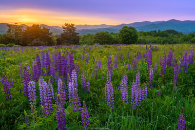 A photo of a colorful sunrise behind a field of purple lupine wildflowers growing in a field in the White Mountains of New Hampshire.