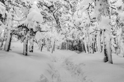A black and white winter forest scene on the Webster-Jackson Trail, where a narrow footpath with faint boot tracks winds into a dense woodland of trees so heavily laden with snow that their branches droop dramatically under the weight, creating a hushed, enclosed tunnel effect.