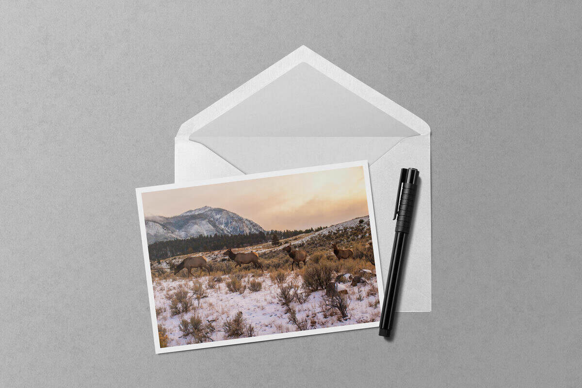 Yellowstone Elk Golden Glow notecard mockup